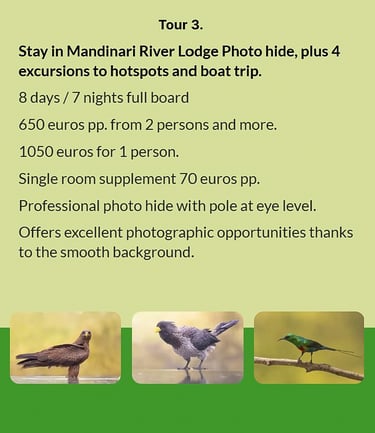 Flyer Tour 3 – 8-day bird photography Gambia tour with stay at Mandinari River Lodge Photo Hide, inc