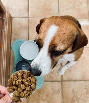 a beagle on hind legs sniffing a scoop of dry dog food. 