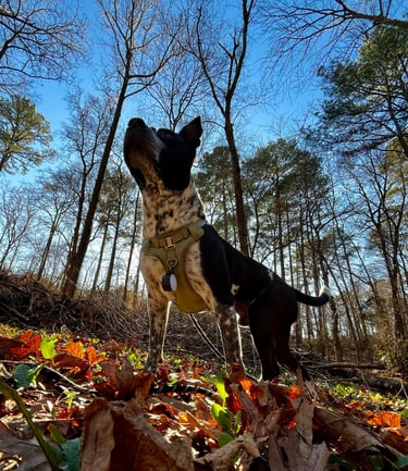 A black and white shepard mix dog poised at a sound in a leafy landscape on a sunny day.