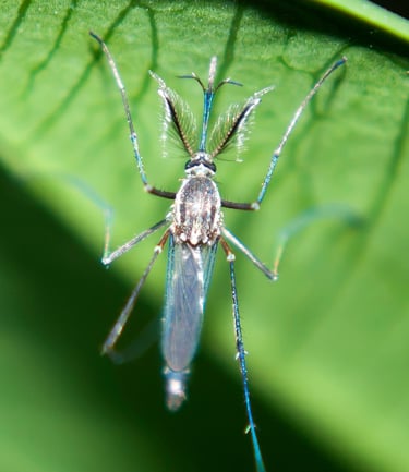 Moustique male dans la nature en haute saône près de vesoul