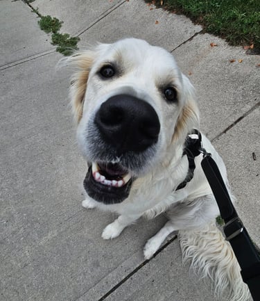 dog walk on leash in leslieville