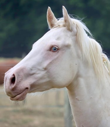 americain mare quarter horse jument cremello blue eyes