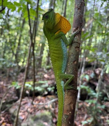 a green chamelon lizard lizard on a tree branch