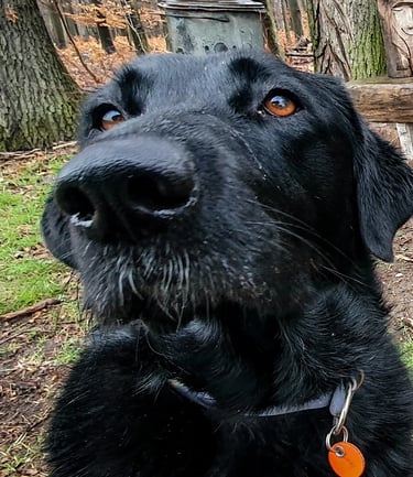 Dogwalking Leipzig | Kundenhund Labrador Mix
