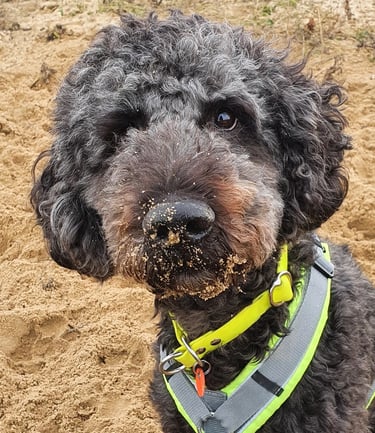 dogwalking Leipzig | Kundenhund Buddy Doodle Mix