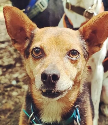 dogwalking Leipzig | Kundenhund Chili