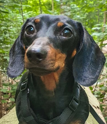 dogwalking Leipzig | Kundenhund Dackel