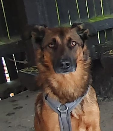 Dogwalking Leipzig | Kundenhund Filio