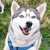 Dogwalking Leipzig | Kundenhund Husky