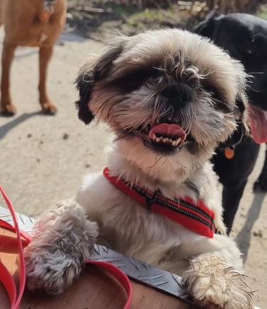 dogwalking Leipzig | Kundenhund Havaneser