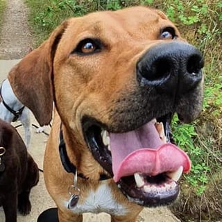 dogwalking Leipzig | Kundenhund Kalle