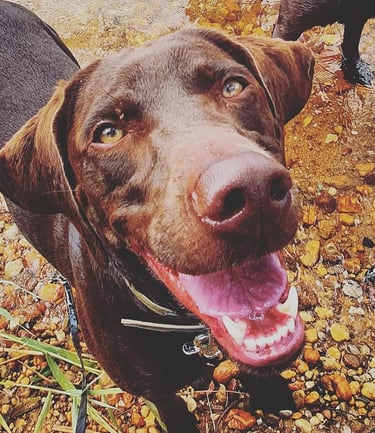 dogwalking Leipzig | Kundenhund Labrador Mix