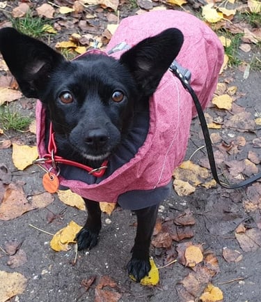 dogwalking Leipzig | Kundenhund Tosha