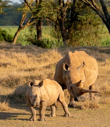 Solio Lodge, Kenya - rhinos