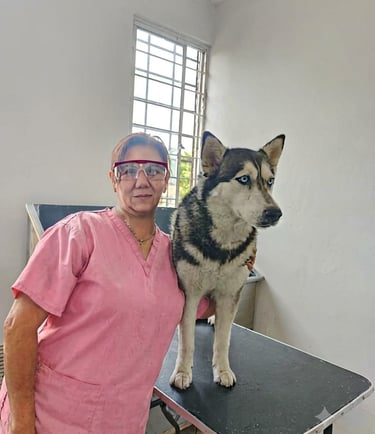 Un peluquero profesional de mascotas con uniforme rosa de pie junto a un gran perro Husky.