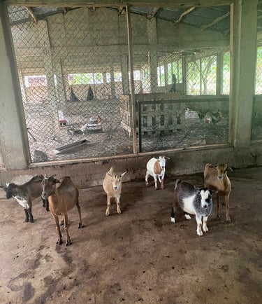 Élevage de chèvres