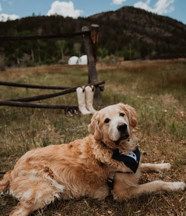 dog in wedding party in front of colorado mountains