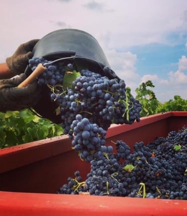 Винодельня Château des Roques - nvwine.fr
