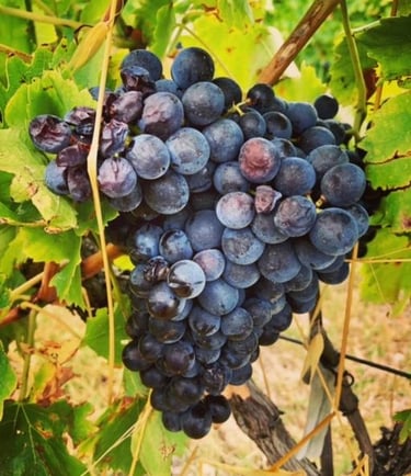Винный дом Эпино - nvwine.fr