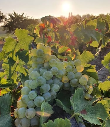 Винный дом Эпино - nvwine.fr