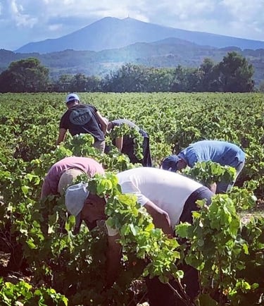 Винодельня Château des Roques - nvwine.fr