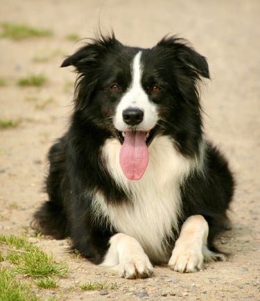 Border Collie au repos