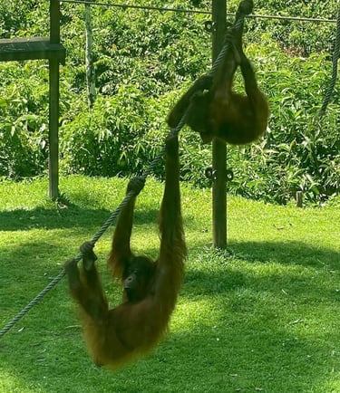 borneo sepilok orangutan feeding