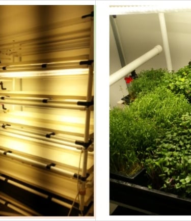 Indoor vertical farming setup featuring hydroponic trays with microgreens and wheatgrass under LED grow lights.