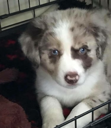 Tri Chocolate Melre puppy 