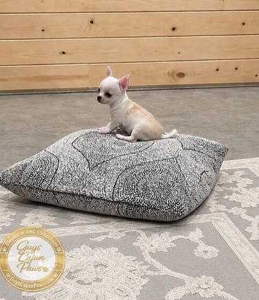 A tiny white Chihuahua puppy sitting on a patterned grey floor cushion in a room with wood walls.