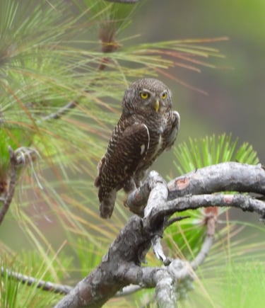 Owl in the forest in Dailehk district