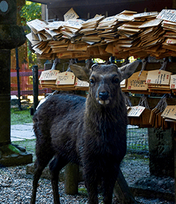 Un cerf qui nous regarde droit dans les yeux