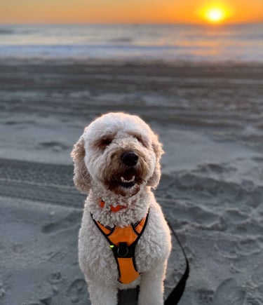 Thai, cute golden doodle