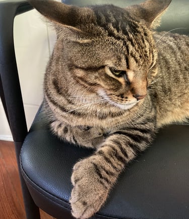 Chat polydactyle dans la maison d'Ernest Hemingway, Key West