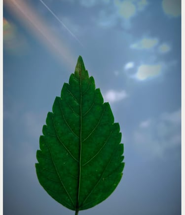 green leaf