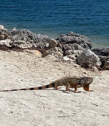 Iguane sur la plage, Islamorada