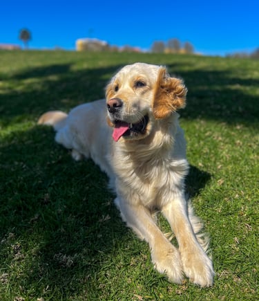 a dog is laying down on the grass
