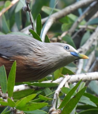 bird in the forest in Dailehk district