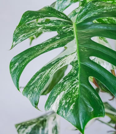 Semi-mature split leaf on a Monstera deliciosa Albo Variegata