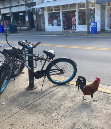 Les coqs qui vivent dans les rues de Key West