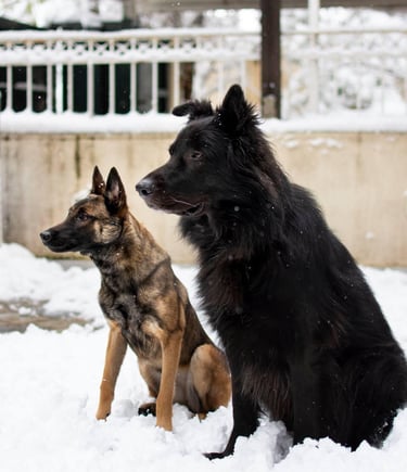 Two dogs sitting: one black long-haired, one smaller fawn short-haired.