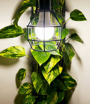 Regular house lamp converted to a grow light with a high powered LED bulb