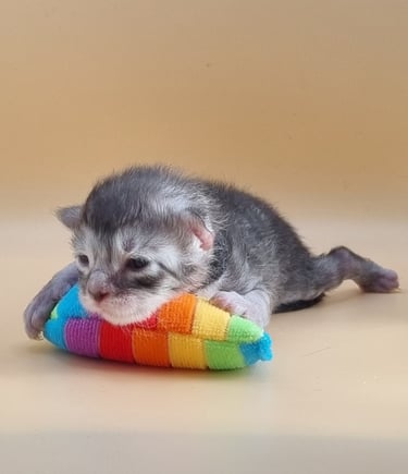 chaton black silver mackerel tabby de la chatterie du val de riss