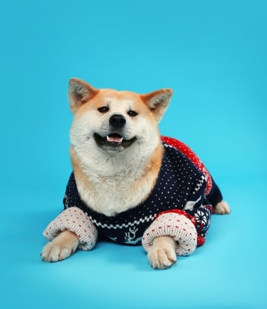 Akita viste un sueter de lana azul y rojo