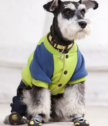 un perro Schnauzer vistiendo camisa de manga corta  verde con azul
