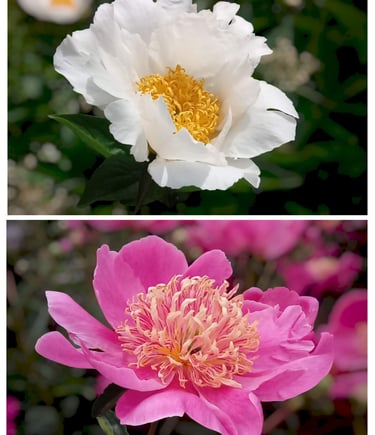 photo ref of peonies