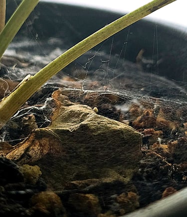 Spider Mite webs covering the bottom of a plant pot