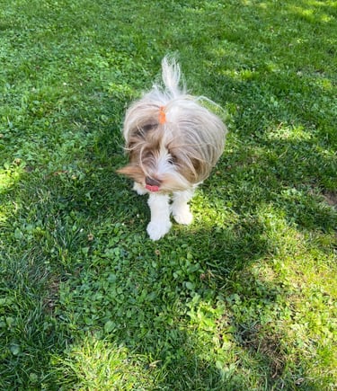 Yorkshire Blue berry