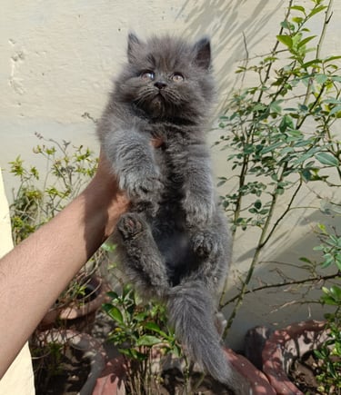 Persian cat
