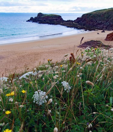 Vue d'une plage de Houat, flore et rochers, dans le guide de tourisme côtier Côté MER